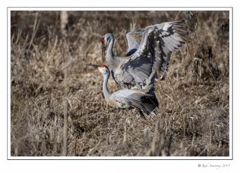 cranes copulating 2.jpg